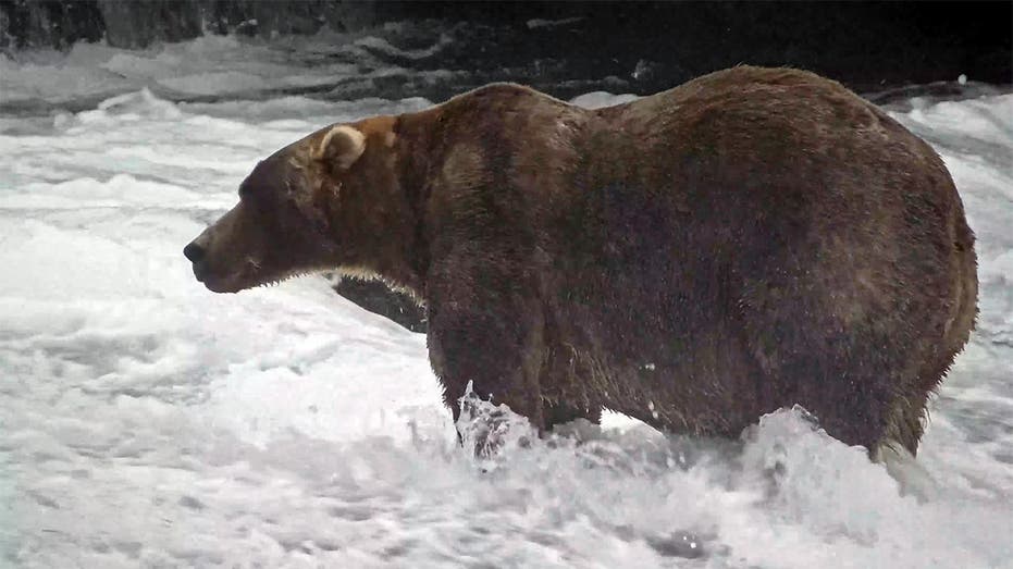 The Champion of chonk: Backpack takes the 2026 Fat Bear Week crown at Katmai National Park