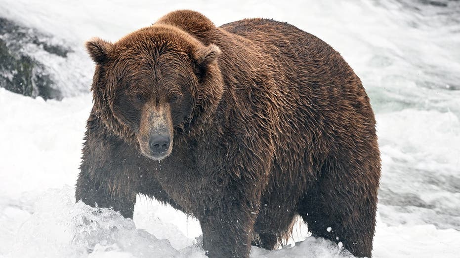 Fat Bear Week bracket is set: meet the heavyweights, underdogs and defending champ in this year's tournament