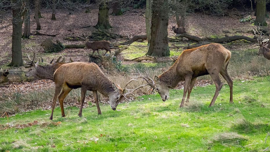 Bucks go toe-to-toe in man’s yard, manage to avoid his truck & boat during antler-locking combat