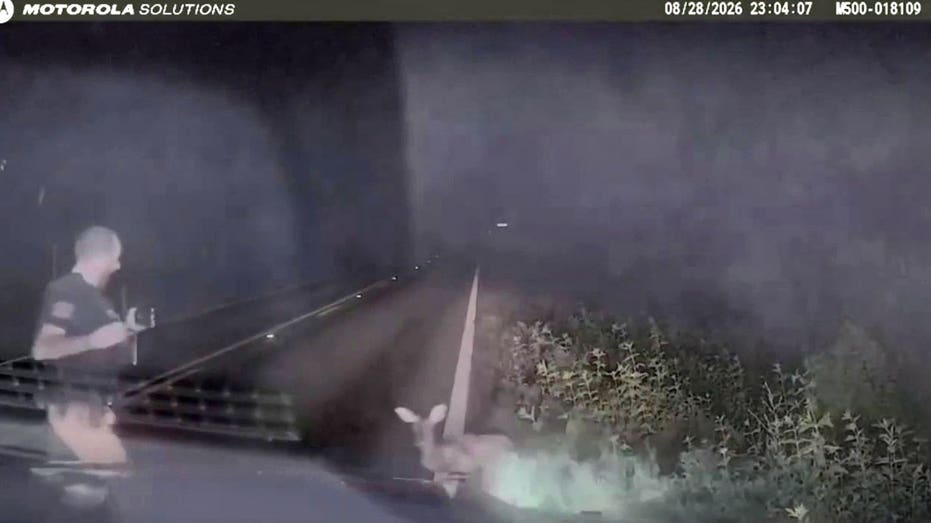 Texas deputy screams and runs after 'dead' deer springs to feet in viral encounter