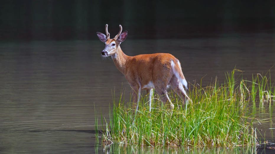 Bass angler couldn't use LiveScope, so he followed whitetail deer to find the fish instead