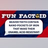 Beaver teeth contain nano-pockets of iron that make their enamel acid-resistant