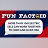 More than 100 electric eels can work together to herd and hunt fish
