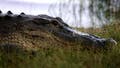 Florida fisherman, 71, killed by nearly 12-foot alligator as rescuers face more gators - Fox News