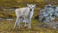 Prepare yourself for a look at a rare albino caribou calf photographed possibly for the first time - Fox News