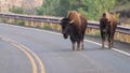 Massive bison rams pickup truck in Yellowstone after driver tries to avoid collision - Fox News