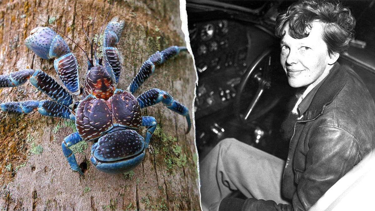 Split image of Amelia Earhart, coconut crab