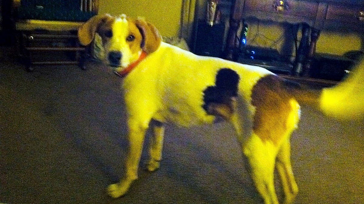 Biscuit received restoration of her voting rights.
