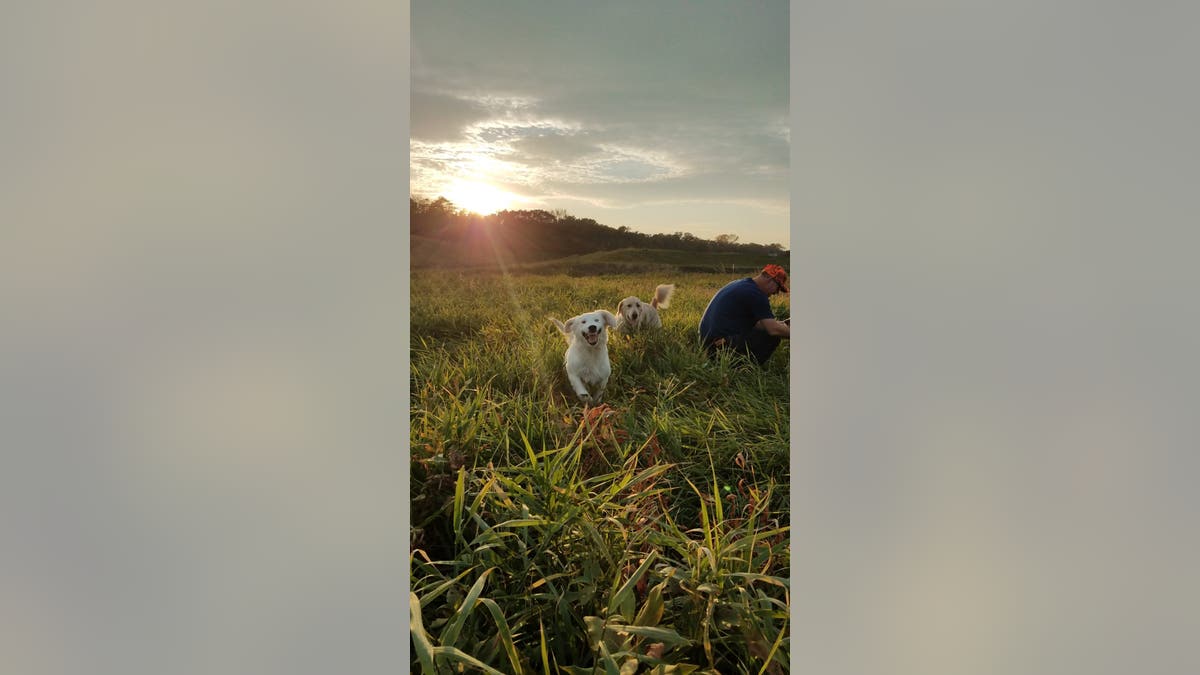 golden retriever makes funny face while running through field