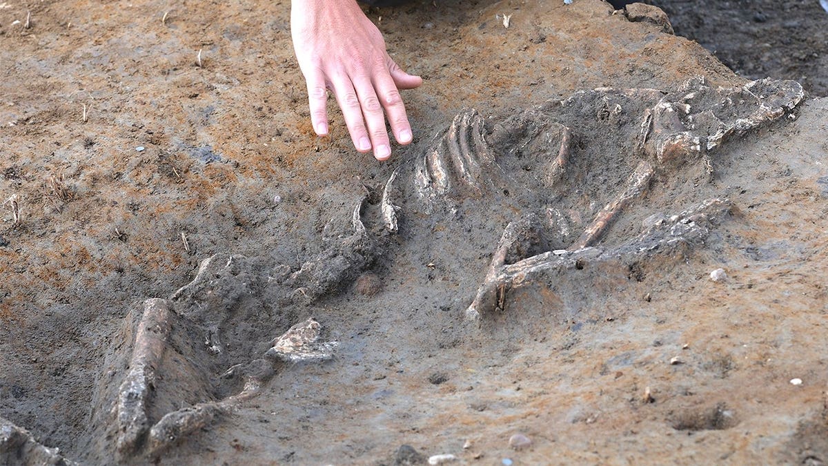 Archaeologist analyzing skeleton in ground