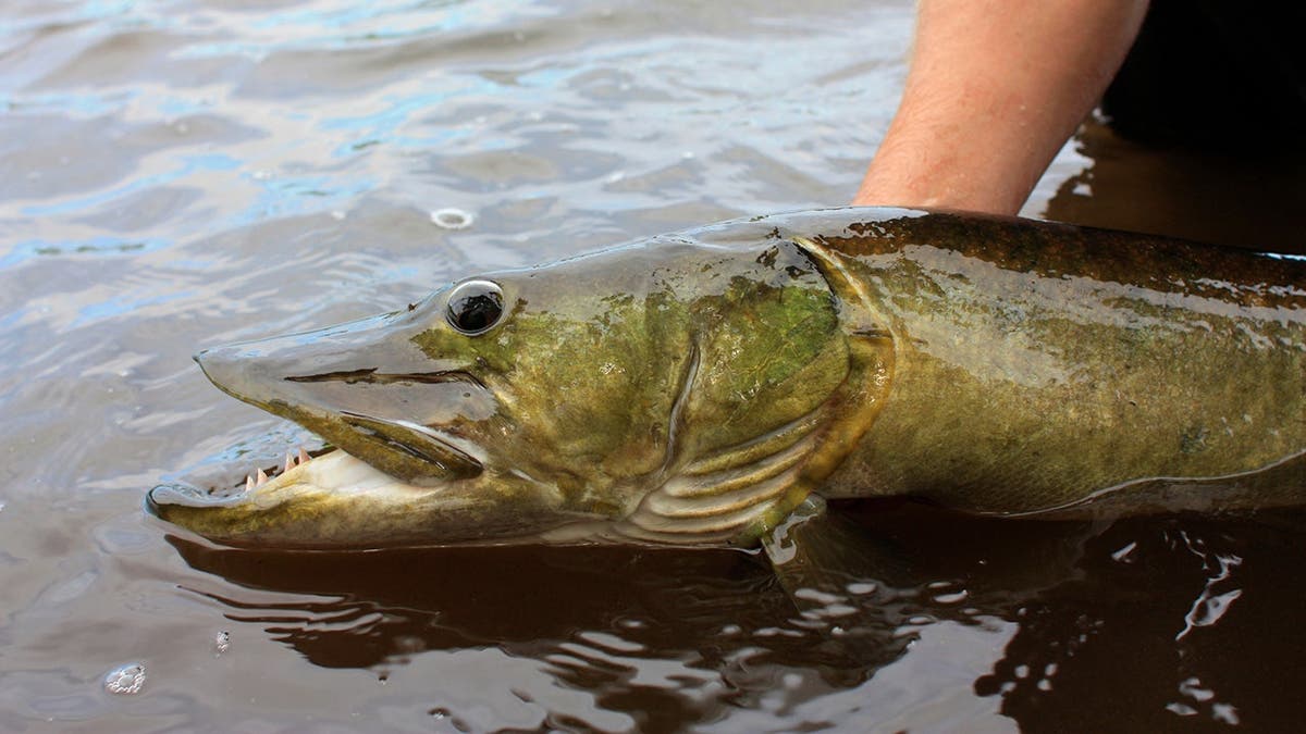 Hand holds a musky fish in the water