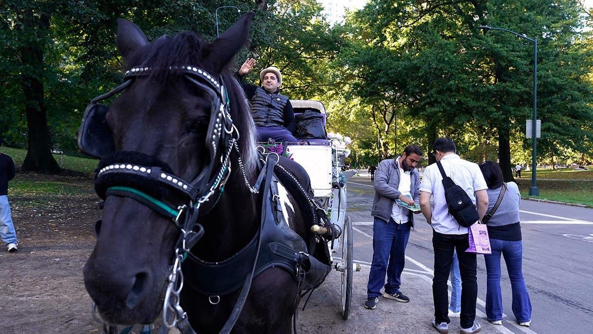 Horse Carriage NYC