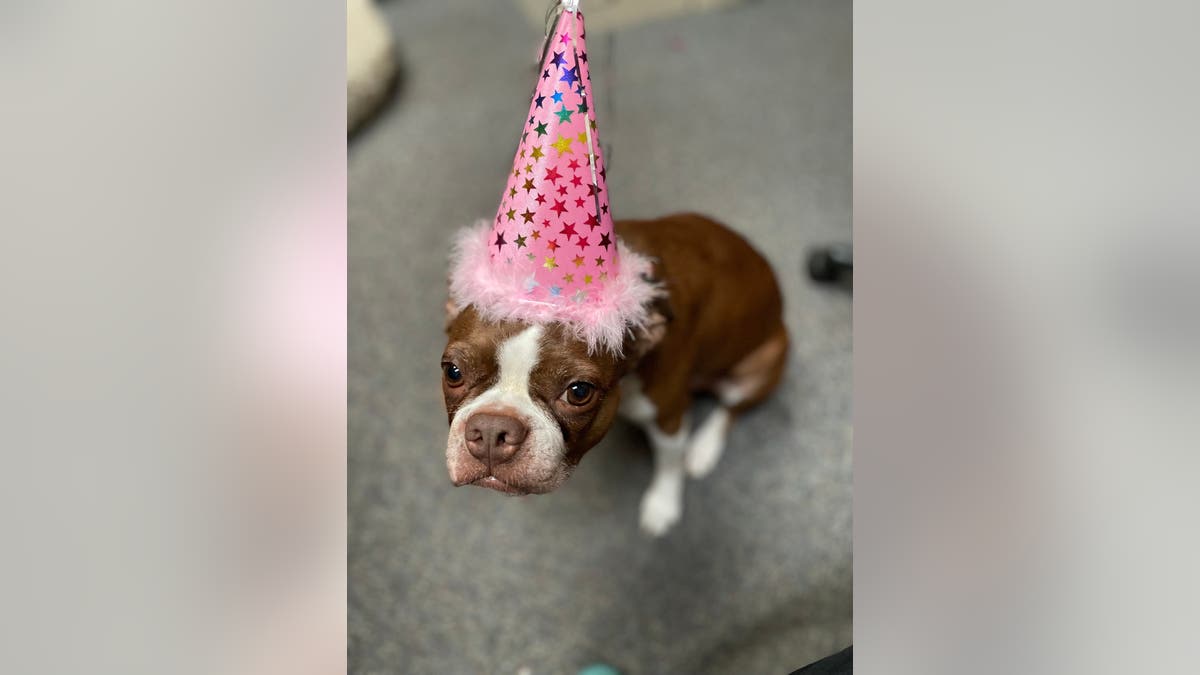 brown and white dog wearing pink birthday hat
