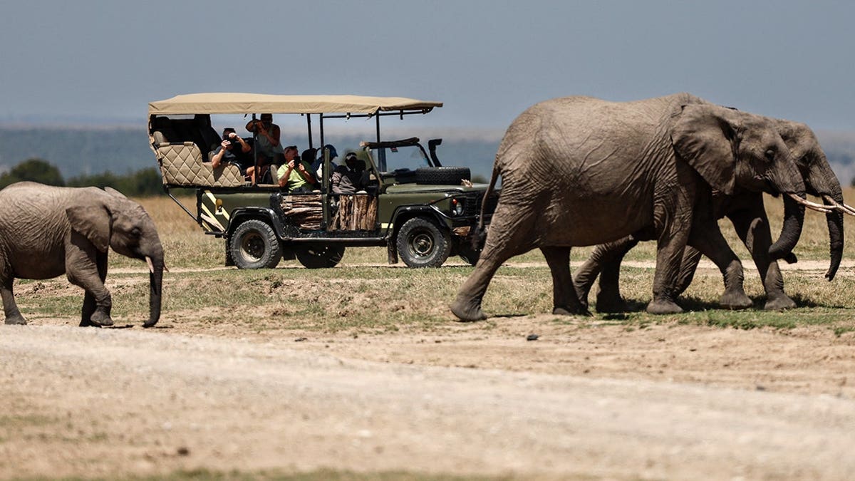 Tourists riding next to elephants on safari