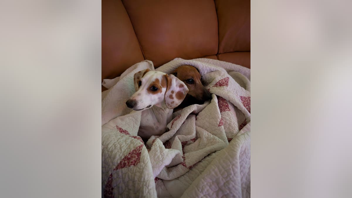 two dachsunds wrapped up in a blanket