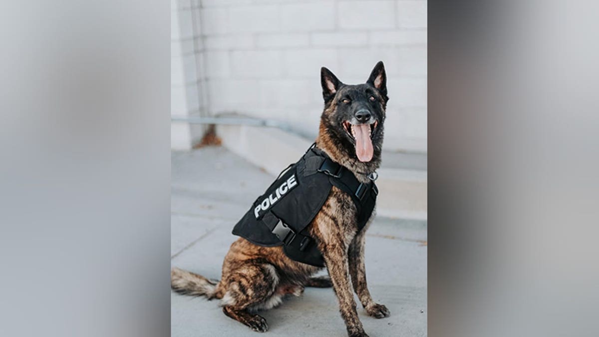 K-9 Otis