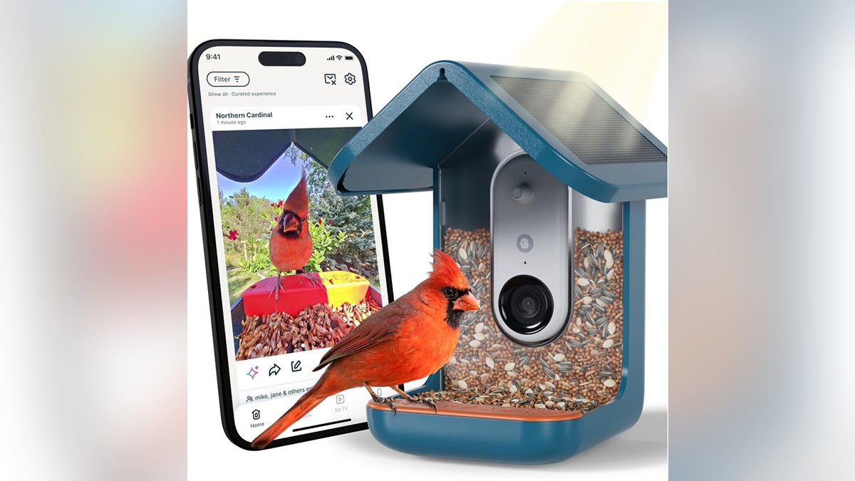 Watch birds from anywhere with a smart feeder.