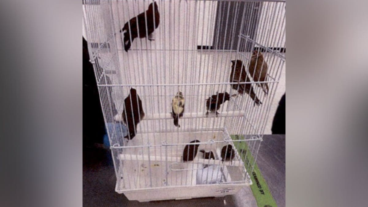 Birds in a cage at Miami airport.