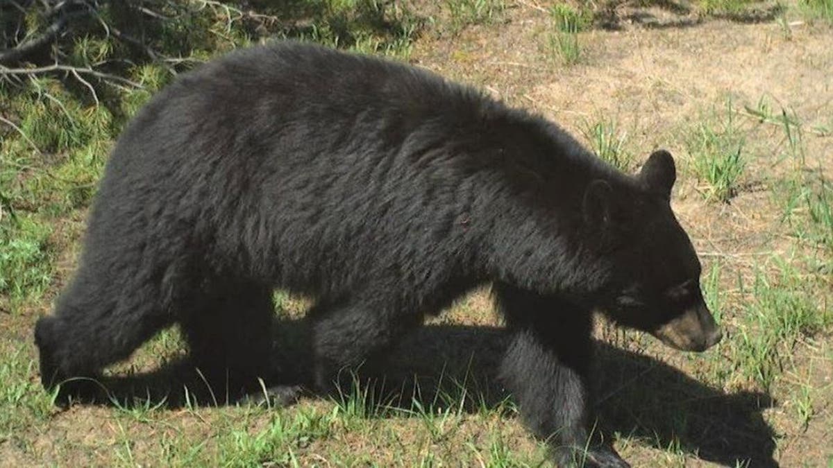 black bear
