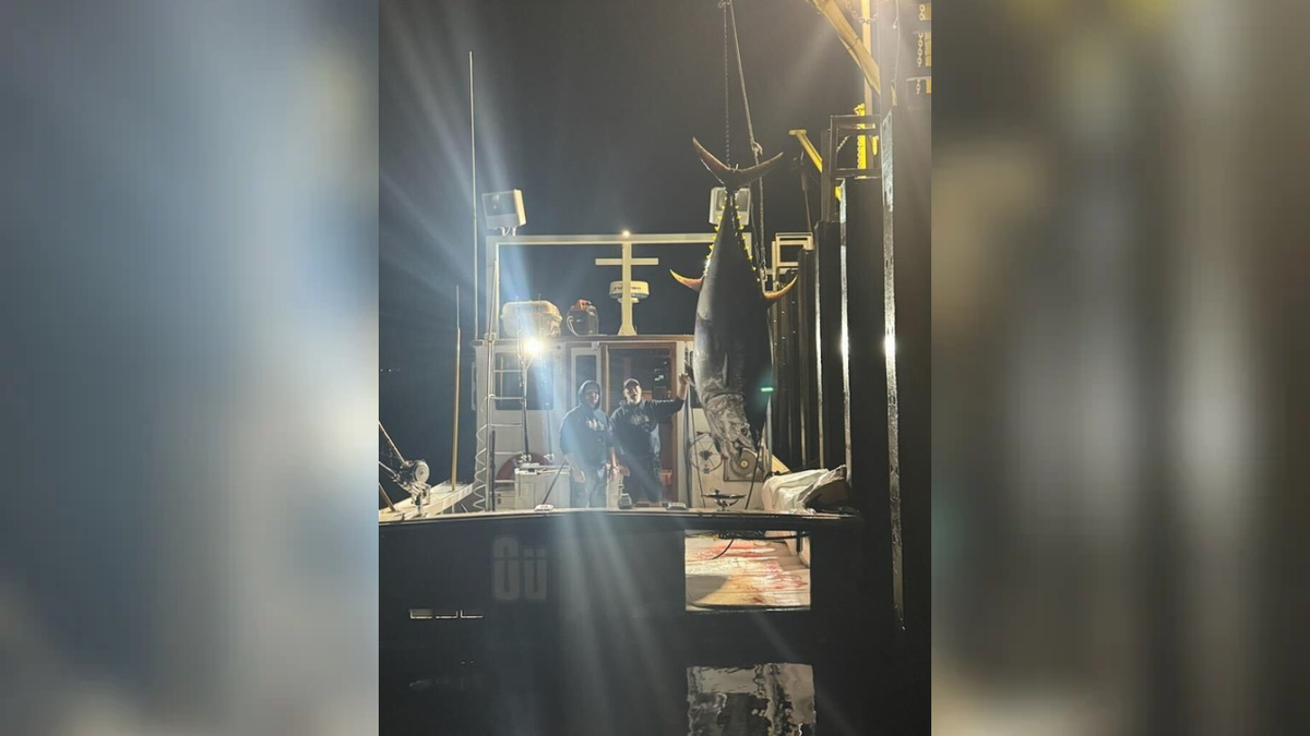 Bluefin tuna being strung up on a charter boat.