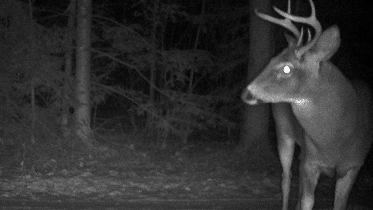A buck stands on a residential driveway captured by night vision trail camera.