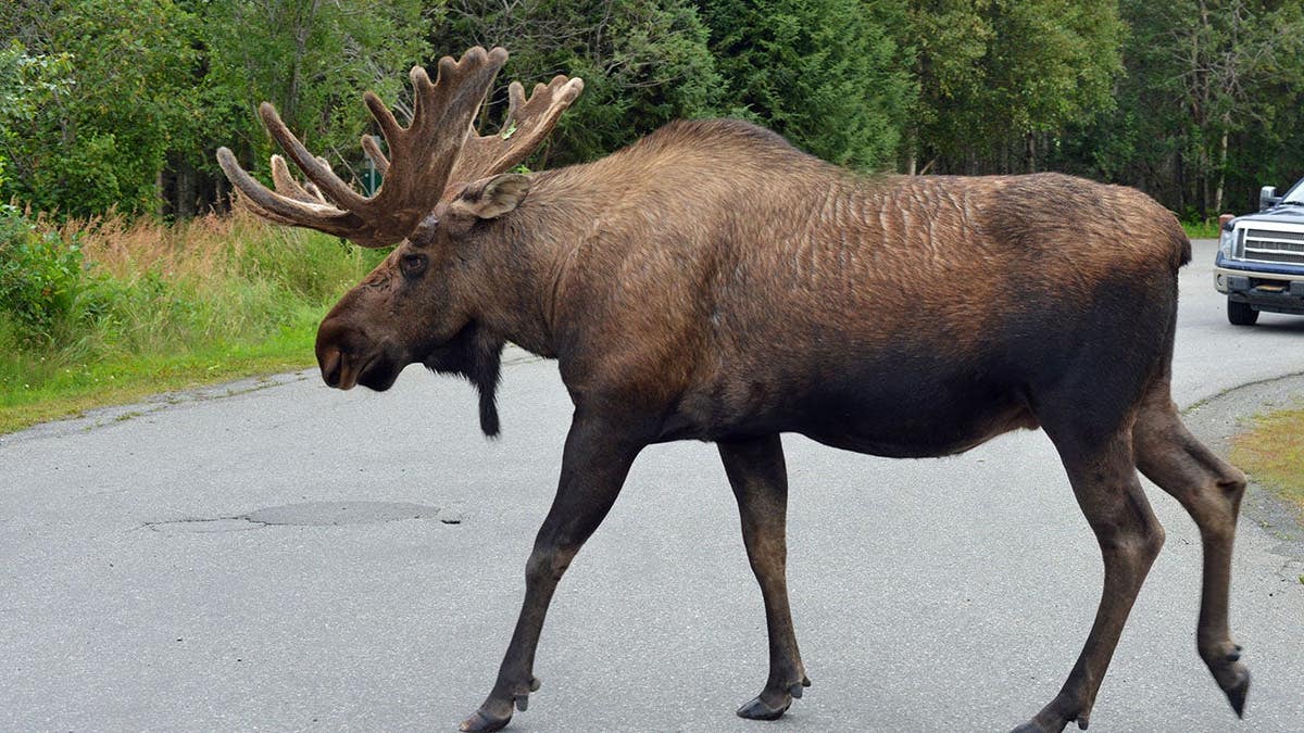 Bull moose crosses a street in Anchorage city park, Alaska.