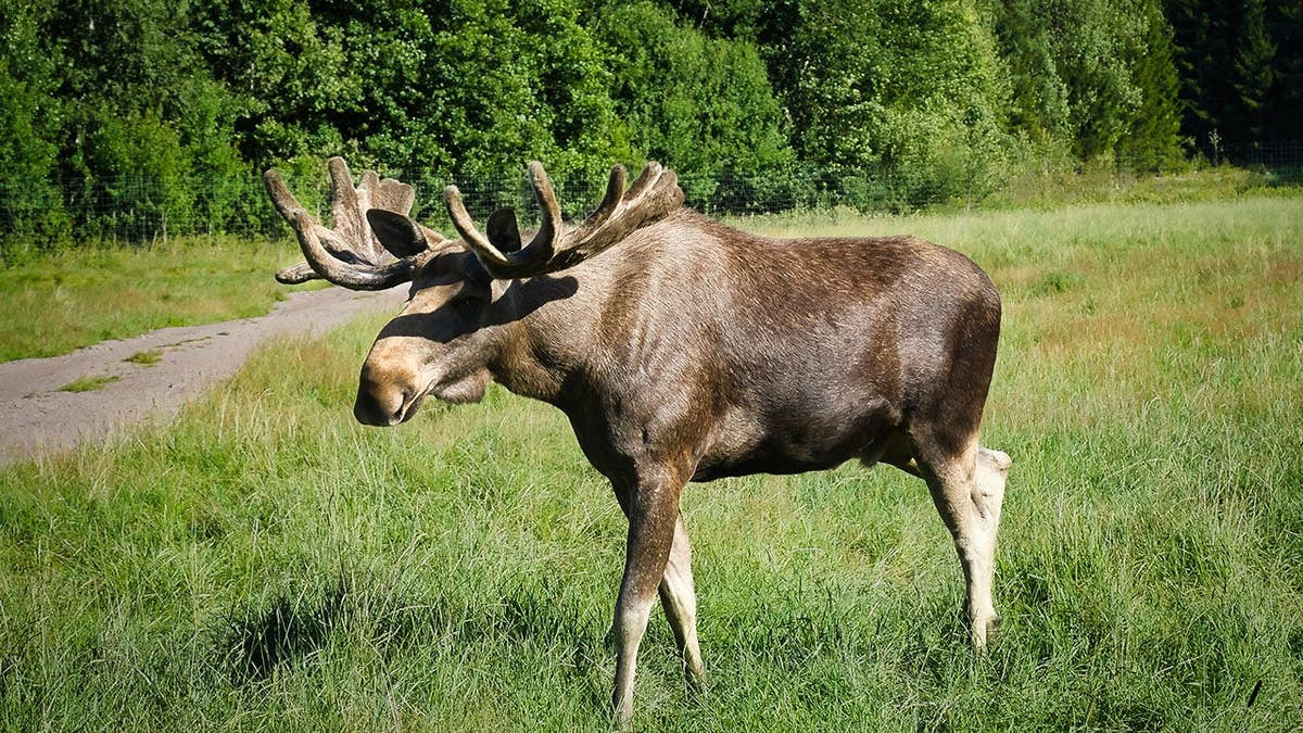 Bull moose walks across a sunny clearing in front of dense mixed forest.