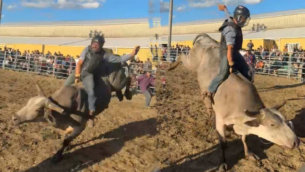 image shows split of rider on bull
