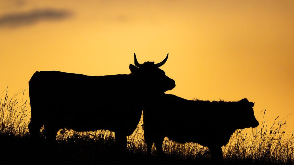 Two cattle stand as silhouettes on a hilltop against a glowing golden evening sky.