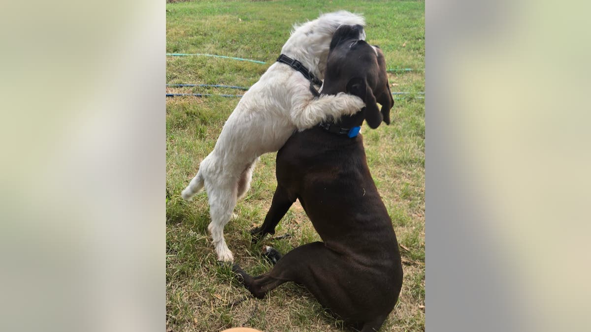 white dog hugs black dog in grass field