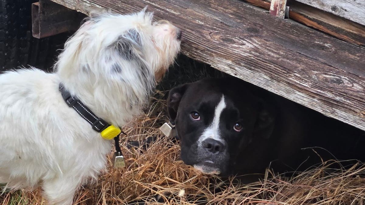 black dog lays underneath wooden structure while white dog looks on