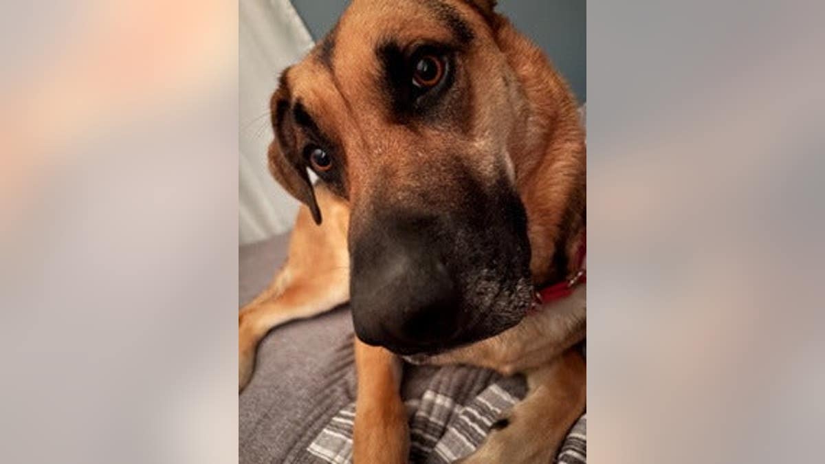 close up of brown dog's face