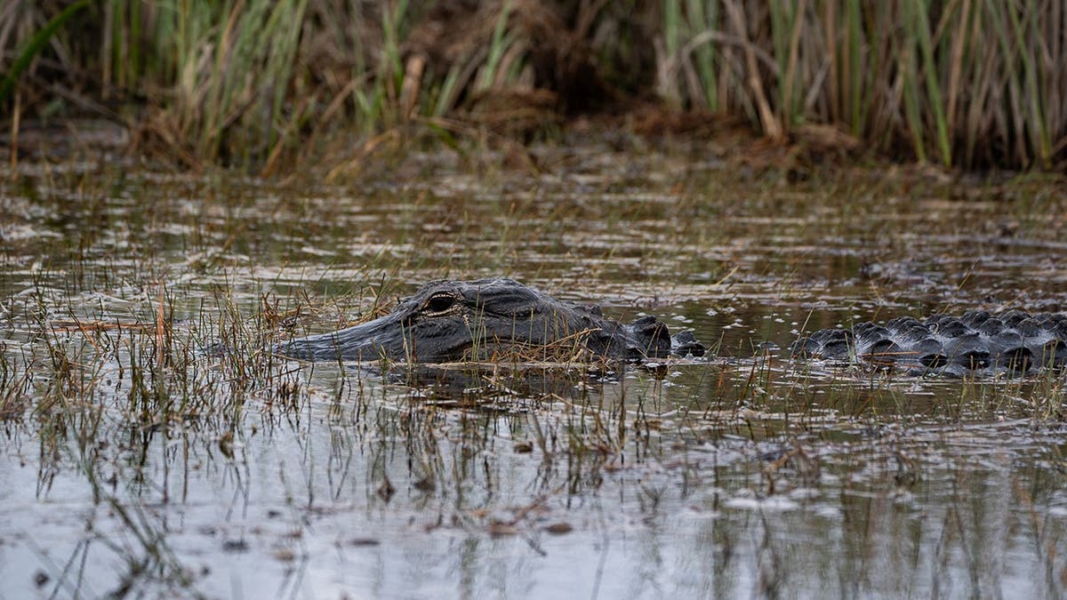 Alligators and wading birds inhabit the wetlands of Everglades National Park.