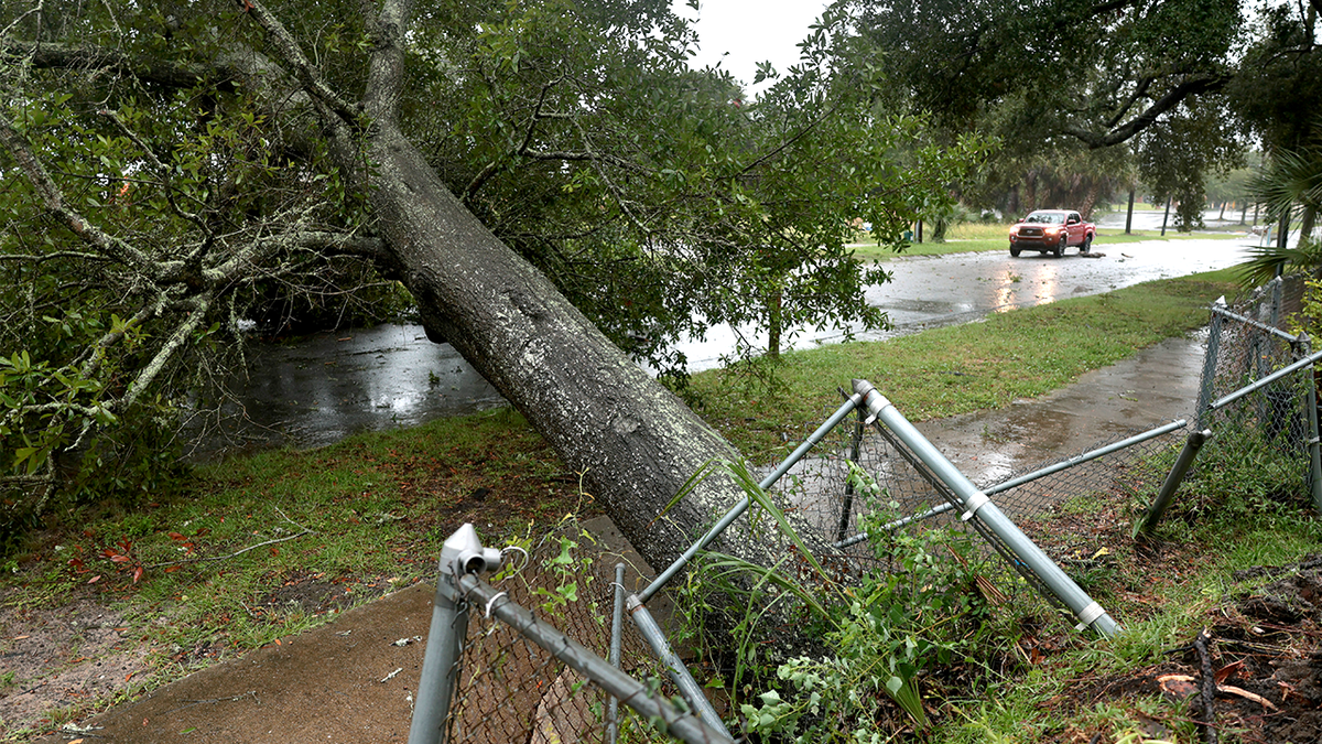 Fallen tree blocks road as hurricane winds and rain hit Pensacola.