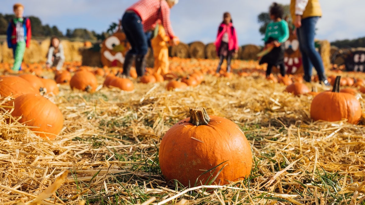 Kids at pumpkin patch