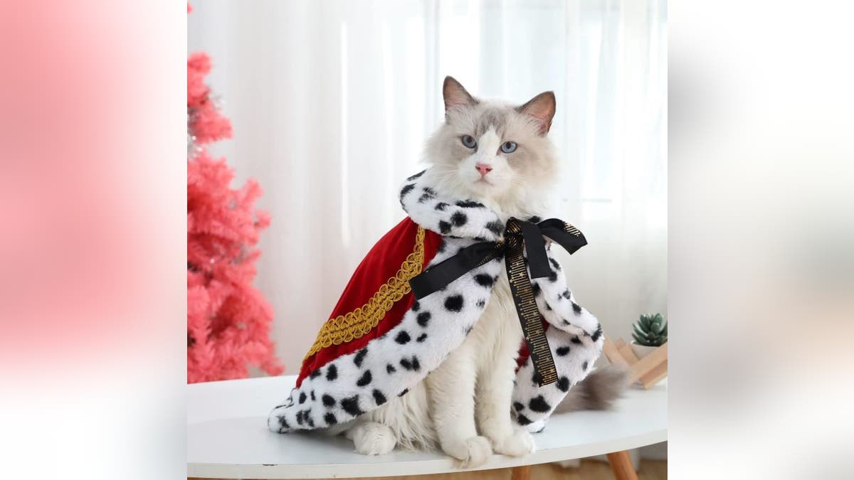 Embrace your pet's fancy side with a king or queen costume.