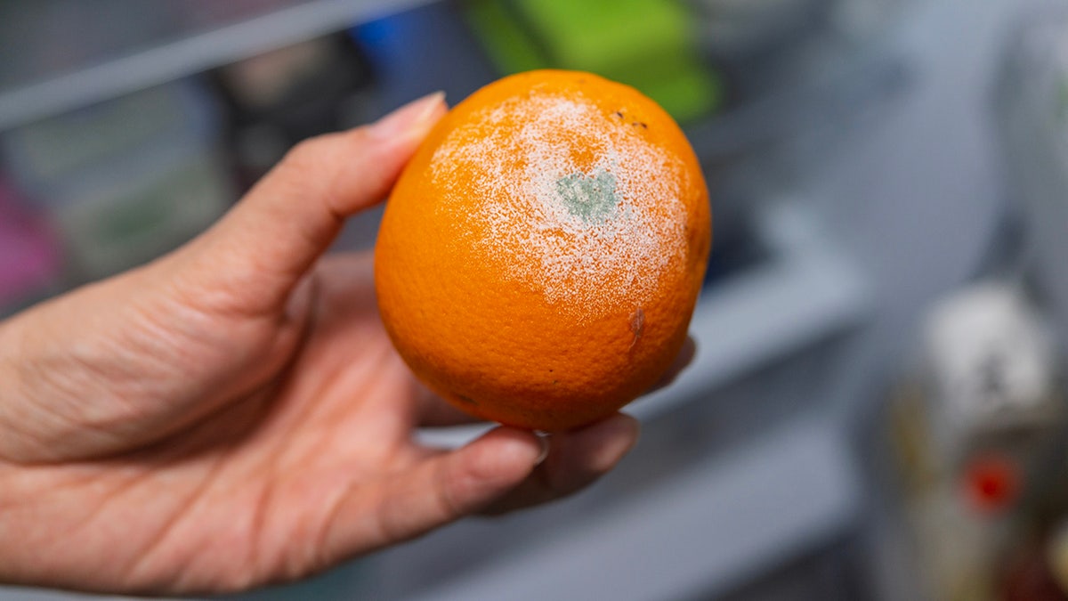 A person holding a moldy orange with visible green and white fungal patches inside a refrigerator,