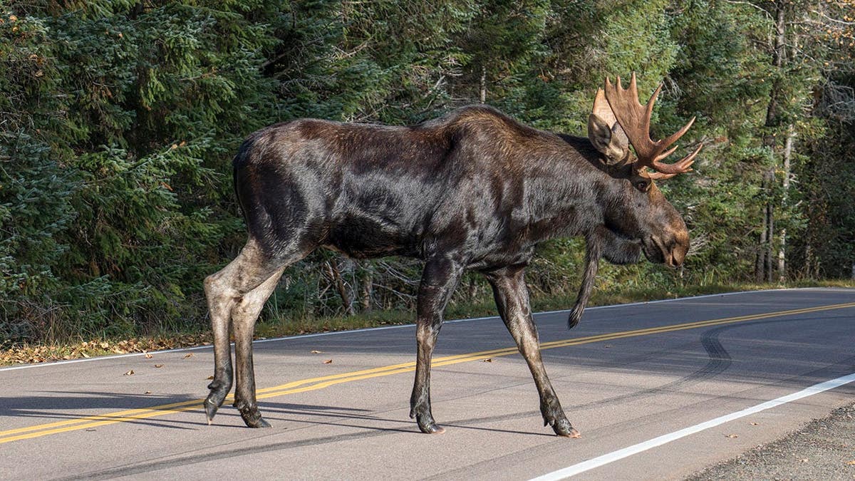 Large male moose with antlers crosses highway in Southeast Alaska.