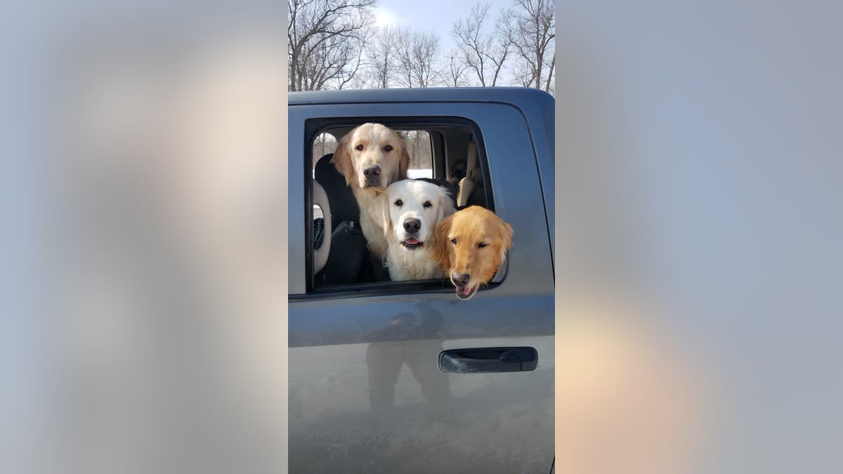 three golden retrievers poke their heads out of truck window