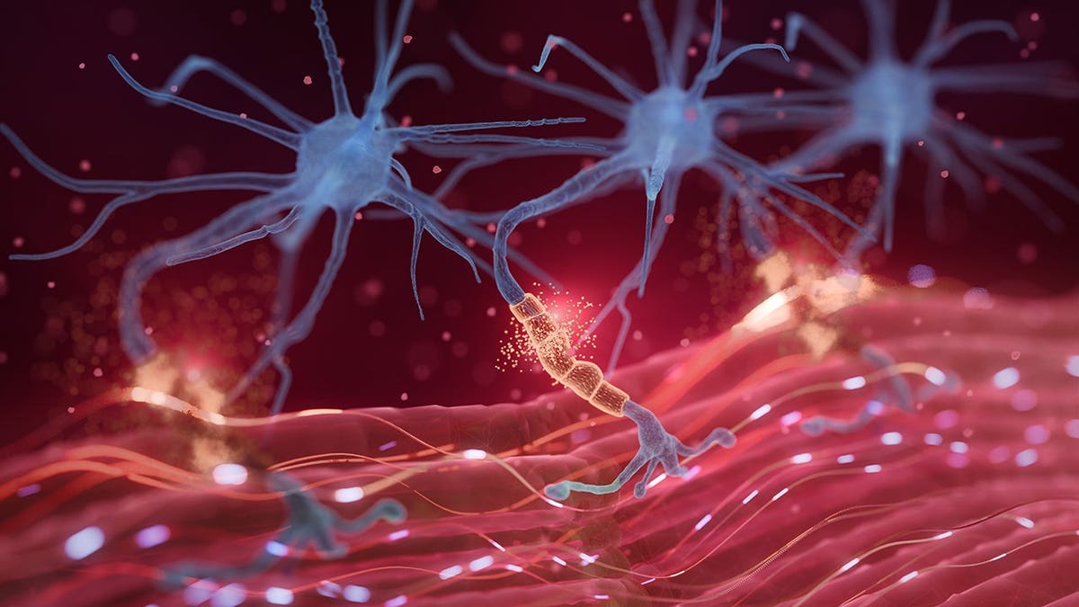 Motor neurons stimulate muscle fiber with neurotransmitter release in a 3D illustration.