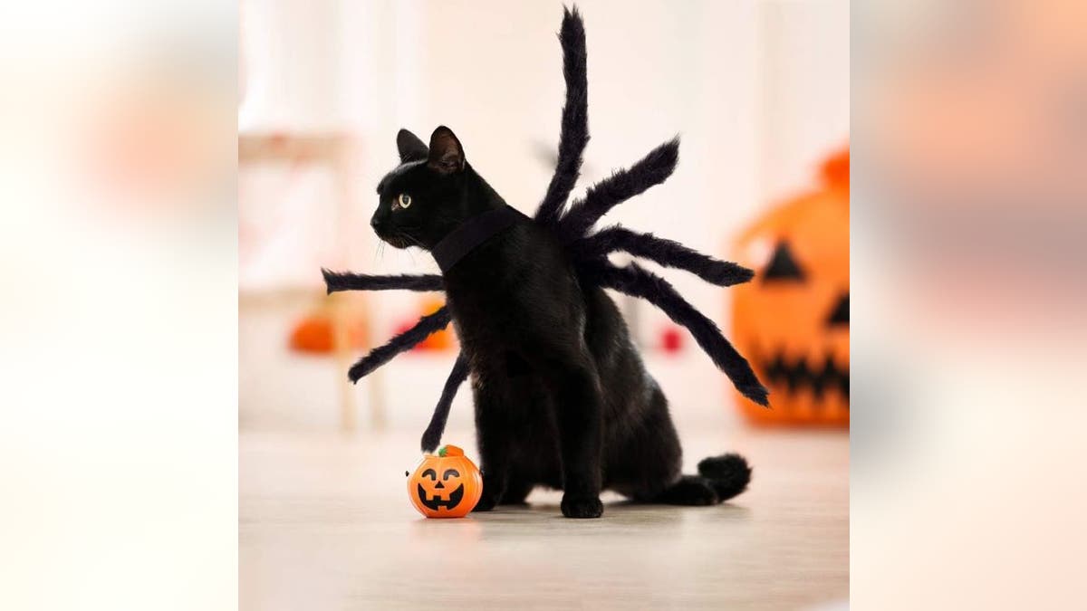 A spider costume works especially well for black cats.