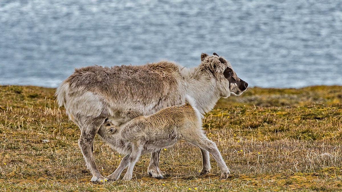 Svalbard reindeer mother and young stand together on snow.