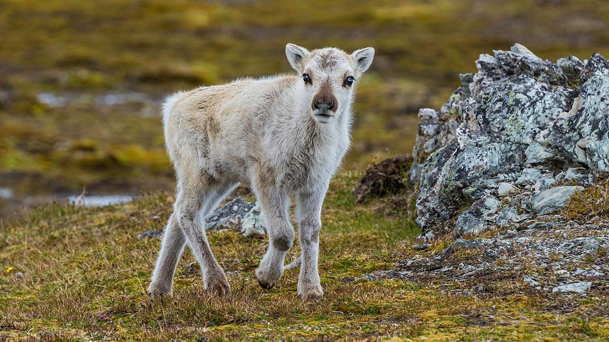 Young Svalbard reindeer stands in snow on the Svalbard islands.