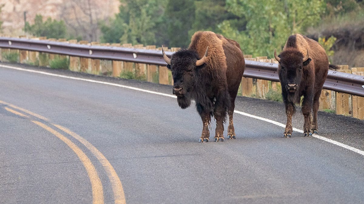 Two American bison stand near a guard rail on a paved road.