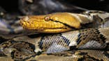 Asiatic reticulated python in a natural setting.