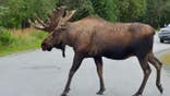 Bull moose crosses a street in Anchorage city park, Alaska.