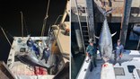 Split screen of men standing over bluefin tuna and next to bluefin tuna on a charter boat.