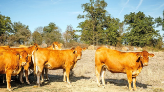 Rampaging longhorn causes pileup on local road in Putnam County, leads police on wild chase