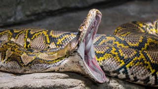 Un influencer de la vida salvaje estuvo a punto de perder una pelea contra una pitón reticulada de 19 pies