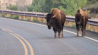 Massive bison rams pickup truck in Yellowstone after driver tries to avoid collision